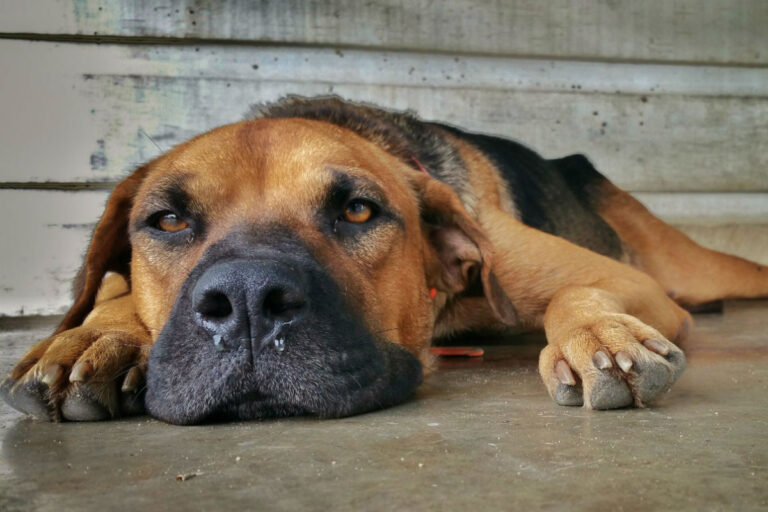 Cachorro deprimido? Conheça cinco sinais da doença nos pets