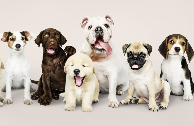 Dia dos vira-latas, baile Anos Dourados e feiras de adoção de cachorros agitam Curitiba!