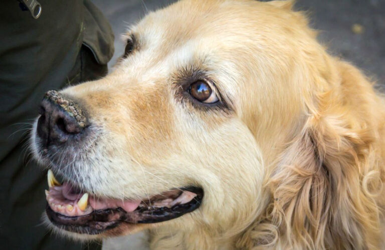 Cachorro com tártaro? Saiba como evitar e garantir dentes saudáveis